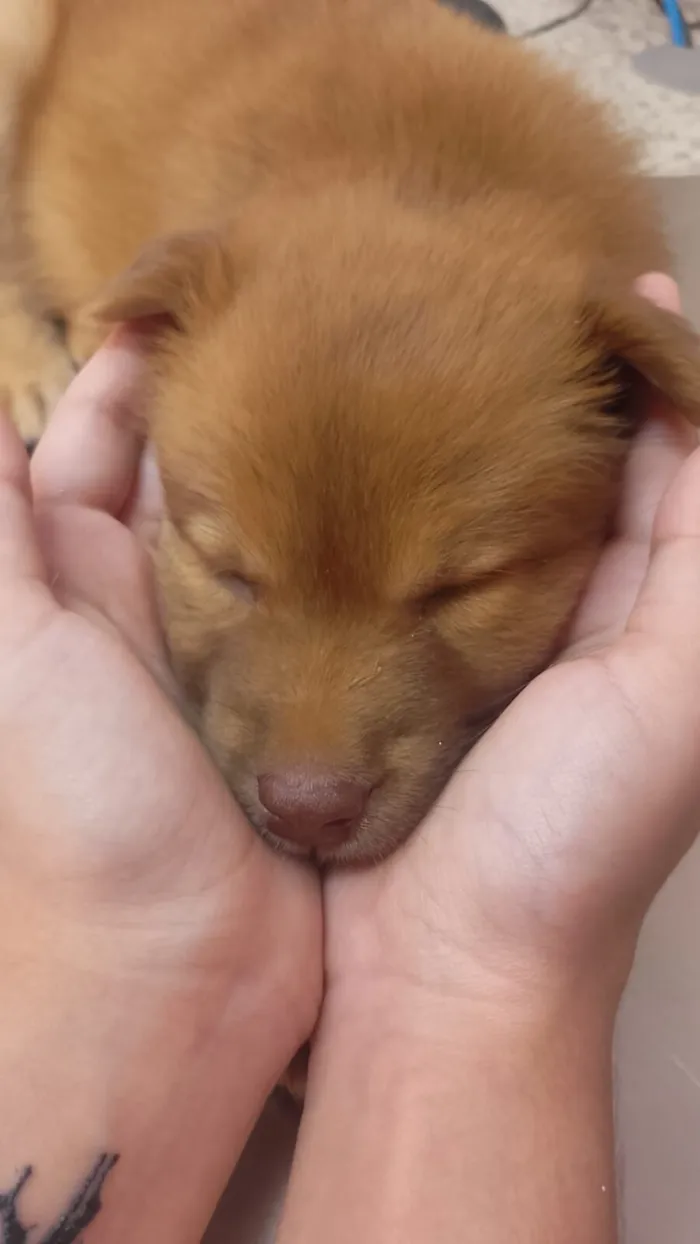 Cachorro raça SRD-ViraLata idade 2 a 6 meses nome Trif