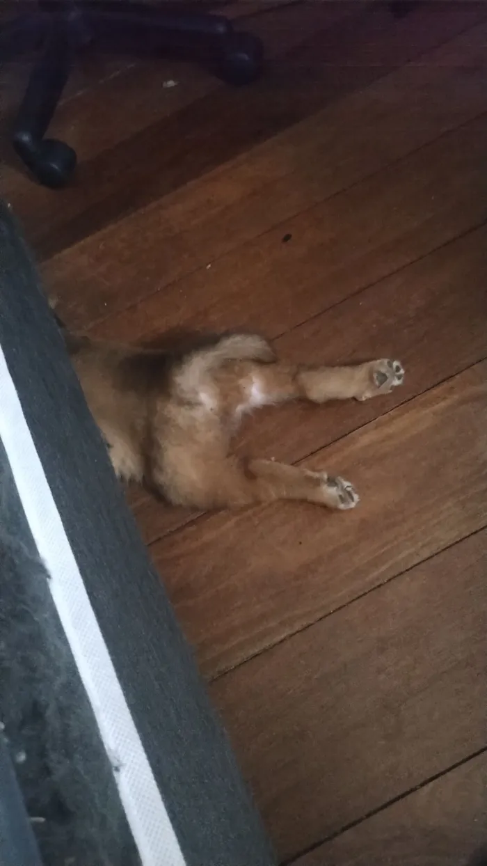 Cachorro raça SRD-ViraLata idade 2 a 6 meses nome Trif