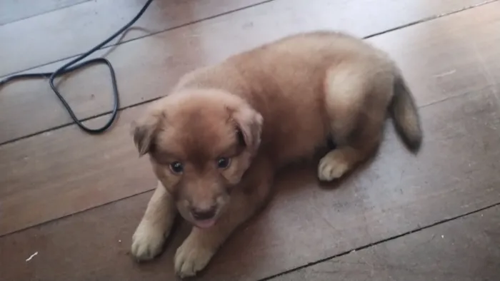 Cachorro raça SRD-ViraLata idade 2 a 6 meses nome Trif