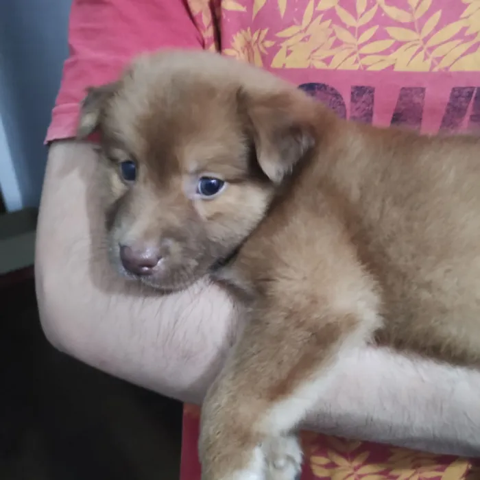 Cachorro raça SRD-ViraLata idade 2 a 6 meses nome Trif