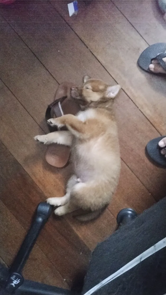 Cachorro raça SRD-ViraLata idade 2 a 6 meses nome Trif