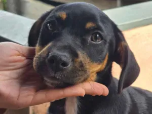 Cachorro raça SRD-ViraLata idade 2 a 6 meses nome não tem 