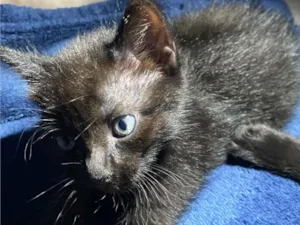 Gato raça SRD-ViraLata idade Abaixo de 2 meses nome giovanna