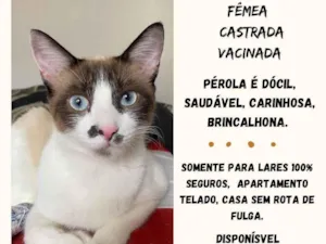 Gato raça Exótico idade 1 ano nome Pérola 