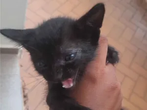 Gato raça SRD-ViraLata idade Abaixo de 2 meses nome Mel