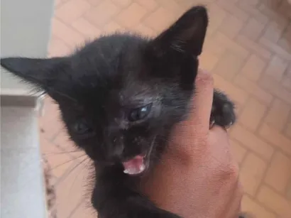 Gato raça SRD-ViraLata idade Abaixo de 2 meses nome Mel