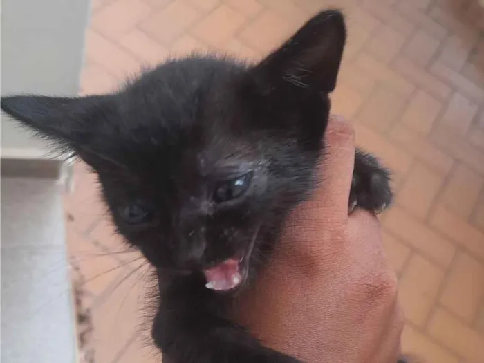 Gato raça SRD-ViraLata idade Abaixo de 2 meses nome Mel