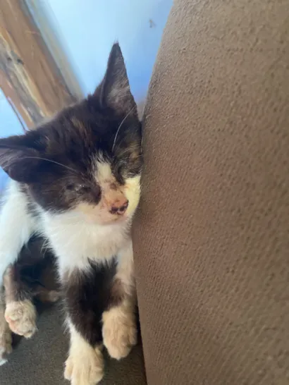 Gato raça SRD-ViraLata idade 2 a 6 meses nome Amora