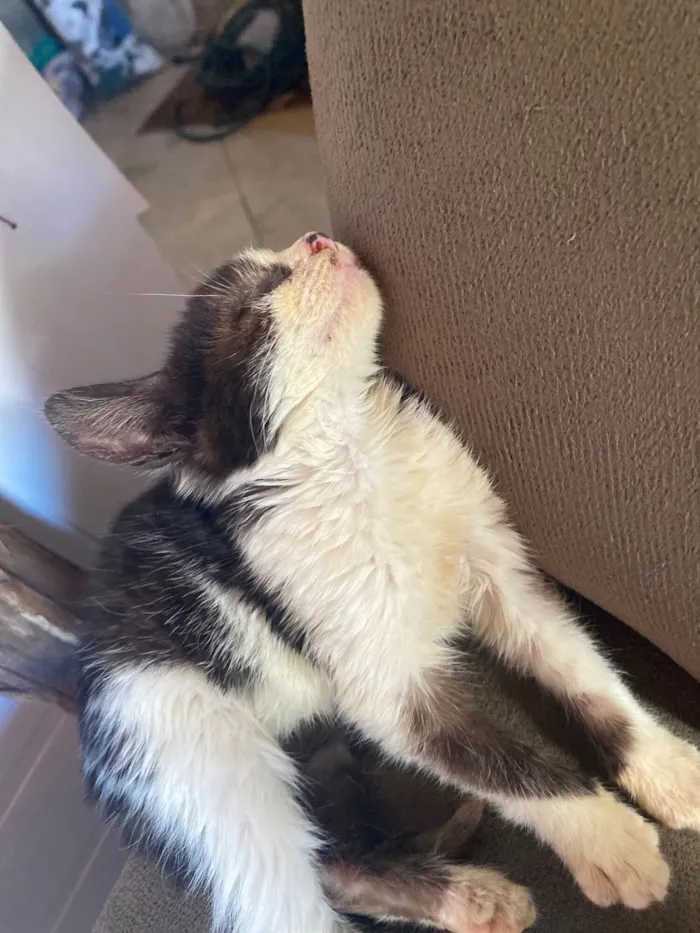 Gato raça SRD-ViraLata idade 2 a 6 meses nome Amora