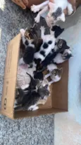 Gato raça SRD-ViraLata idade Abaixo de 2 meses nome Filhotes abandonados 