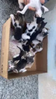 Filhotes abandonados 