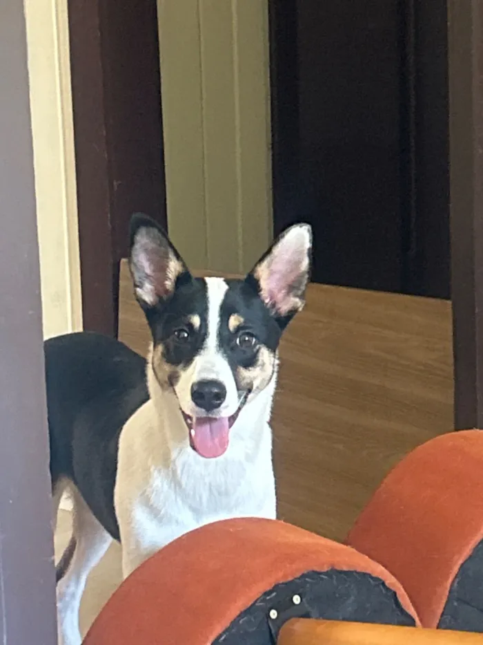 Cachorro raça SRD-ViraLata idade 2 a 6 meses nome Stella