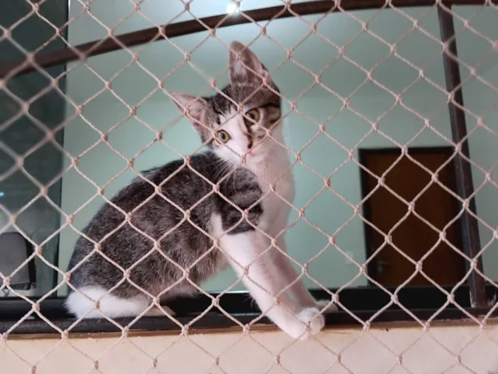 Gato raça SRD-ViraLata idade 2 a 6 meses nome Gatinhas FIV e FeLV Negativo - castração garantida