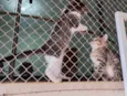 Gatinhas FIV e FeLV Negativo - castração garantida
