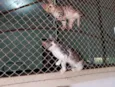 Gatinhas FIV e FeLV Negativo - castração garantida