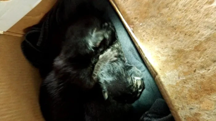 Os Três Mosqueteiros 