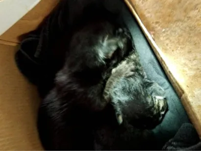 Gato raça SRD-ViraLata idade Abaixo de 2 meses nome Os Três Mosqueteiros 