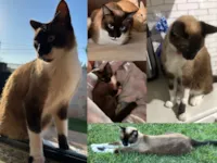 Gato raça Siamês idade 2 anos nome João 