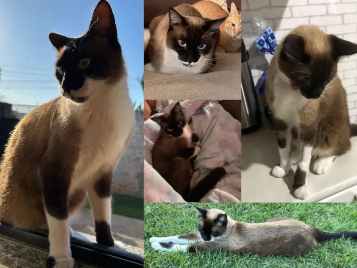 Gato raça Siamês idade 2 anos nome João 