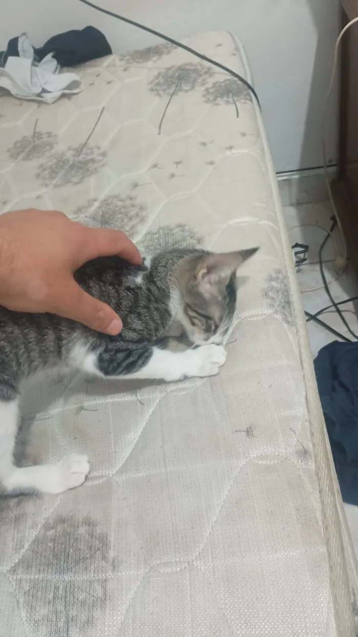 Gato raça SRD-ViraLata idade 2 a 6 meses nome Sem nome 