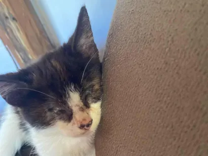 Gato raça SRD-ViraLata idade 2 a 6 meses nome Amora