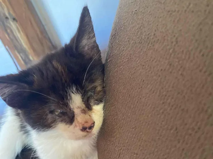 Gato raça SRD-ViraLata idade 2 a 6 meses nome Amora