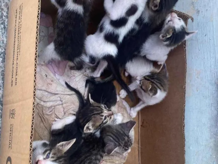 Gato raça SRD-ViraLata idade Abaixo de 2 meses nome Filhotes abandonados 