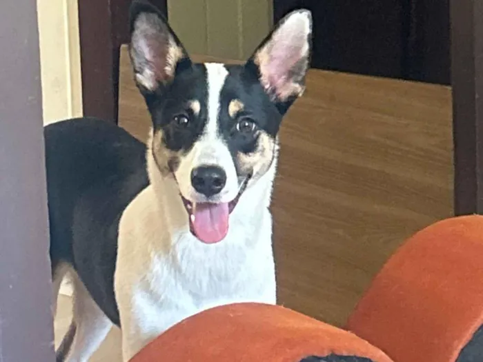 Cachorro raça SRD-ViraLata idade 2 a 6 meses nome Stella