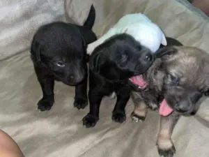 Cachorro raça SRD-ViraLata idade Abaixo de 2 meses nome Idefinido