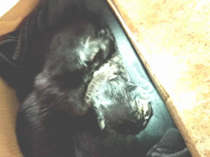 Gato raça SRD-ViraLata idade Abaixo de 2 meses nome Os Três Mosqueteiros 