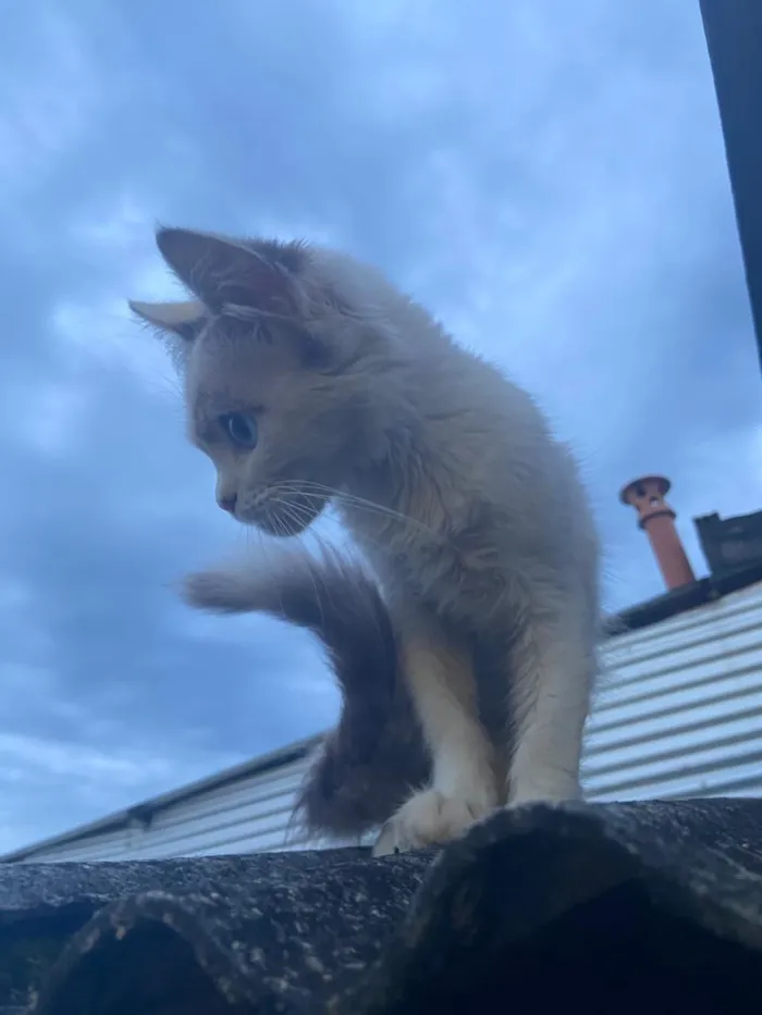 Gato raça SRD-ViraLata idade 2 a 6 meses nome Gato filhote 