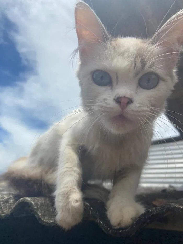 Gato raça SRD-ViraLata idade 2 a 6 meses nome Gato filhote 