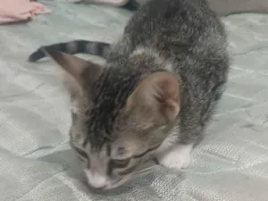 Gato raça SRD-ViraLata idade 2 a 6 meses nome Sem nome 