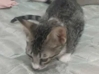 Gato raça SRD-ViraLata idade 2 a 6 meses nome Sem nome 