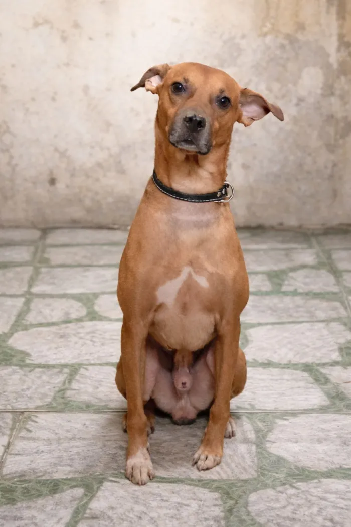 Cachorro raça SRD-ViraLata idade 4 anos nome Bruce 