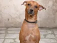 Cachorro raça SRD-ViraLata idade 4 anos nome Bruce 