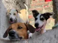 Cachorro raça SRD-ViraLata idade 3 anos nome Branquinha, Tianguá e soluço 