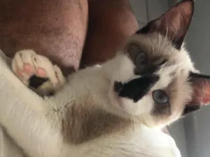 Gato raça SRD-ViraLata idade 1 ano nome Marry
