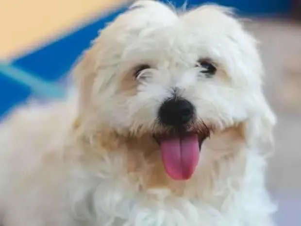 Cachorro raça Maltês idade 1 ano nome Pipoca