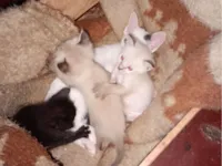 Gato raça SRD-ViraLata idade Abaixo de 2 meses nome Gisele Dos Santos