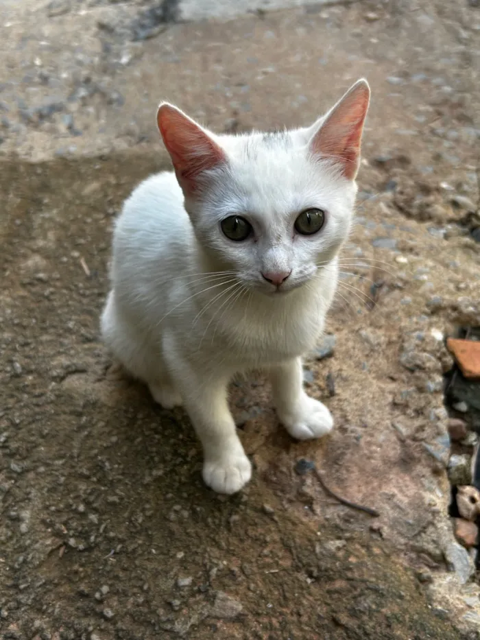 Gato raça SRD-ViraLata idade 2 a 6 meses nome Branquinha