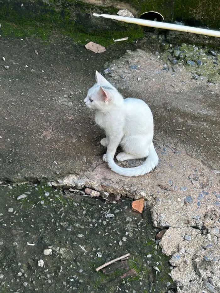 Gato raça SRD-ViraLata idade 2 a 6 meses nome Branquinha