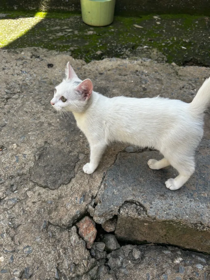 Gato raça SRD-ViraLata idade 2 a 6 meses nome Branquinha