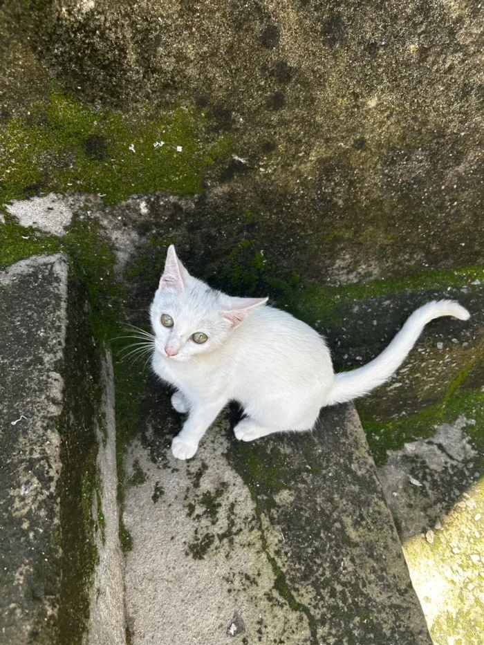 Gato raça SRD-ViraLata idade 2 a 6 meses nome Branquinha