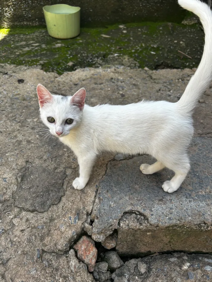 Gato raça SRD-ViraLata idade 2 a 6 meses nome Branquinha