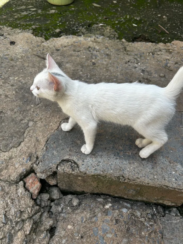 Gato raça SRD-ViraLata idade 2 a 6 meses nome Branquinha