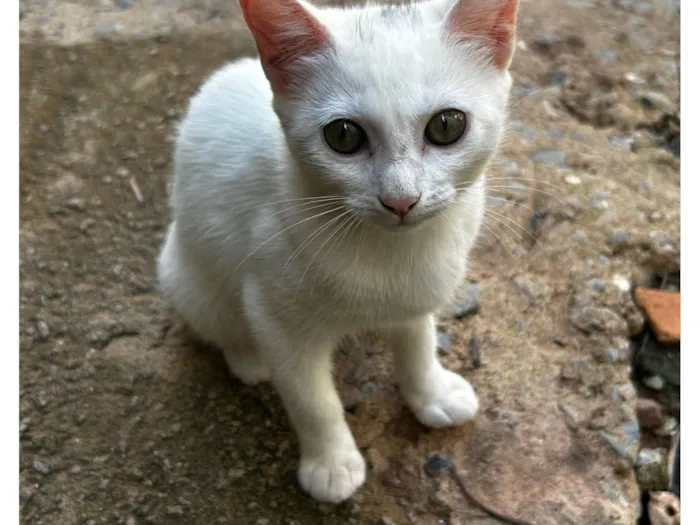 Gato raça SRD-ViraLata idade 2 a 6 meses nome Branquinha