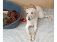 Cachorro raça SRD-ViraLata idade 2 anos nome Lolla