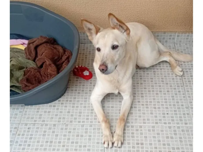 Cachorro raça SRD-ViraLata idade 2 anos nome Lolla