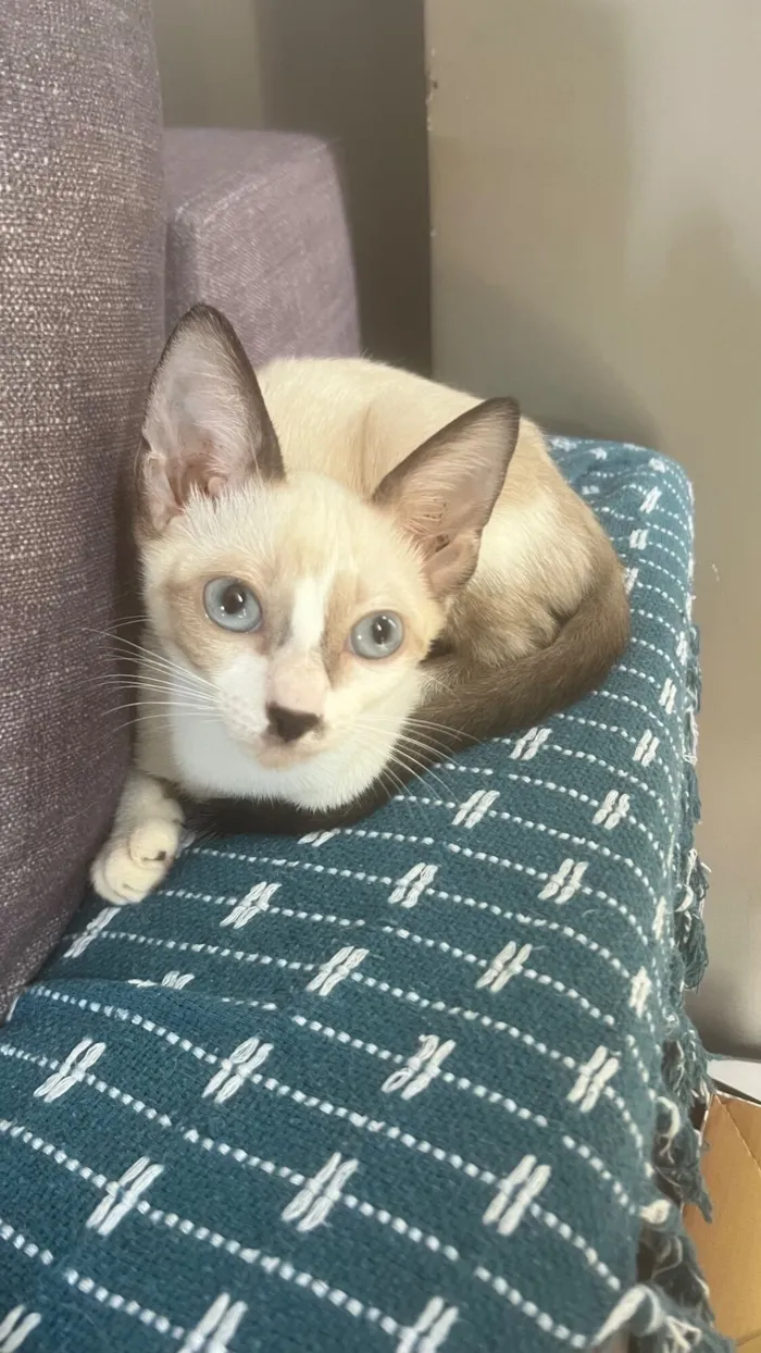 Gato raça SRD-ViraLata idade 2 a 6 meses nome Lua